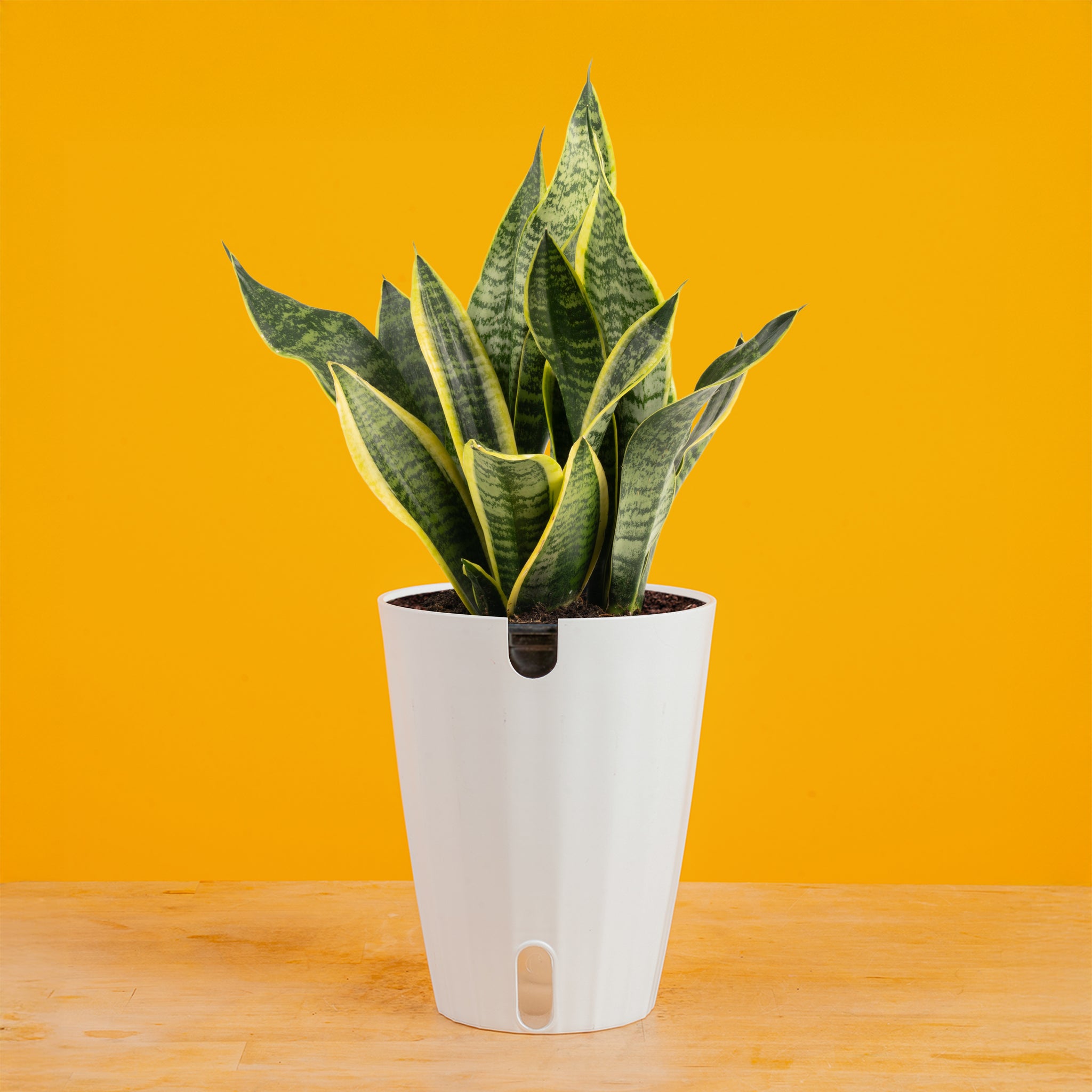 Snake Plant – Costa Farms