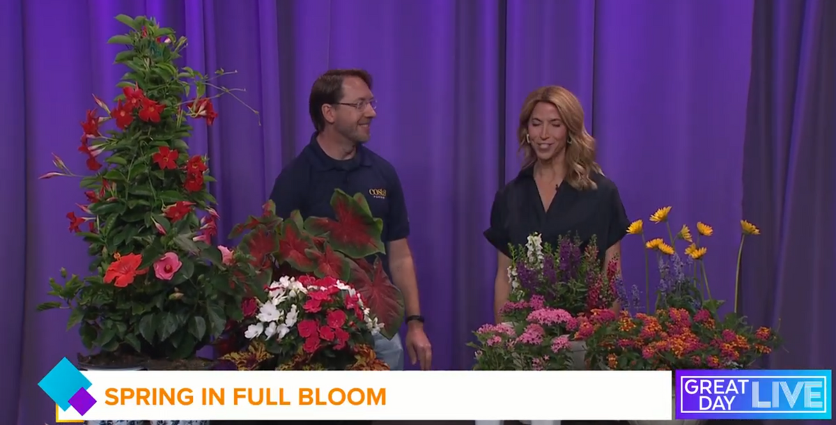 Costa Farms On Great Day Tampa