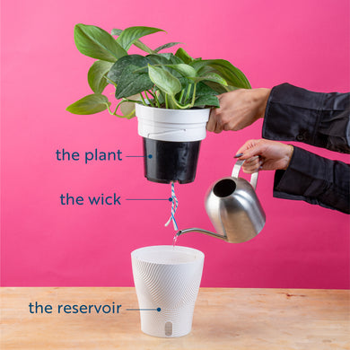 monstera watering Little Swiss Monstera – Costa Farms