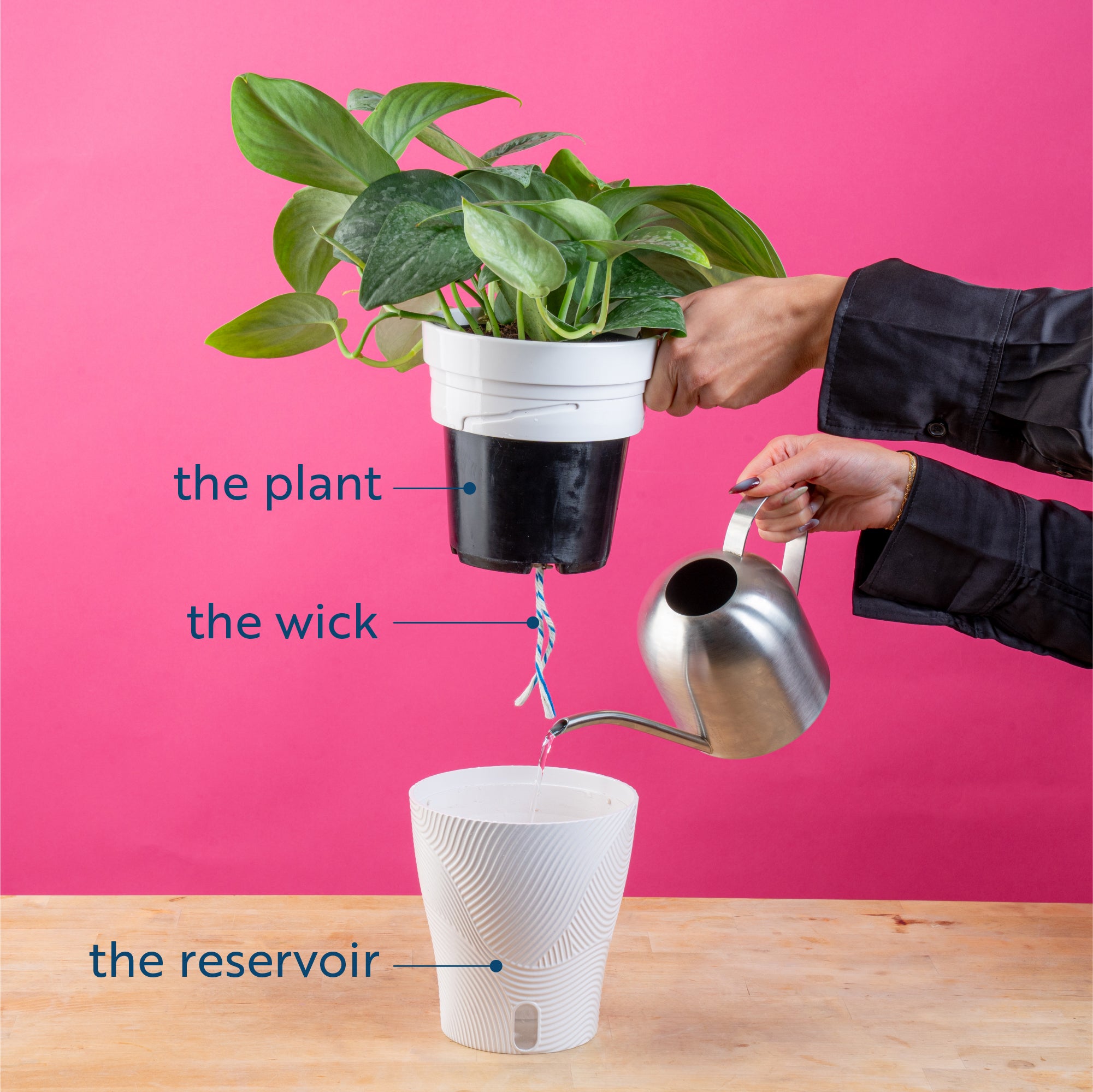 Pothos Neon Joy | medium