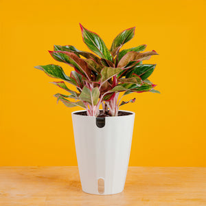 calathea aglaonema Siam Aurora Aglaonema