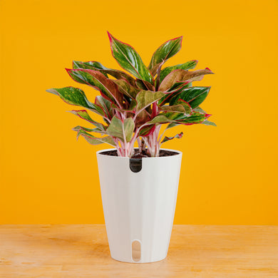 aglaonema sia Siam Aurora Aglaonema