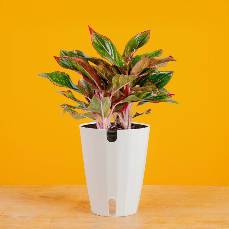 costa farms aglaonema red chinese evergreen live indoor plant Siam Aurora Aglaonema