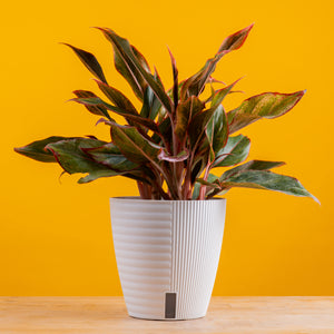 A Siam Aurora plant sits on a light wooden table with a bright yellow backdrop. The plant has green & red foliage and is in a white self-watering decor container.