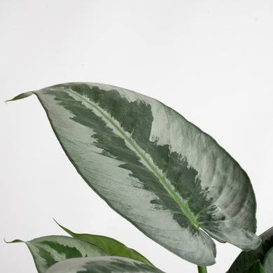 Silver Indukan | medium – Costa Farms Silver Indukan | medium – Costa Farms