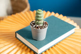Spiral Unicorn Cactus | teacup