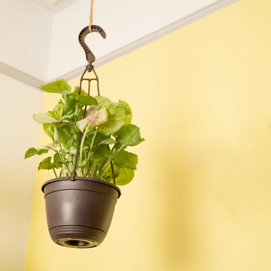 A Roxana Syngonium plant hangs from a ceiling in a black hanging basket. 