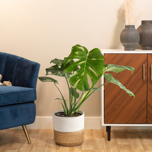 A Thai Constellation plant sits in a two-tone decor basket next to a velvet blue couch and dark wooden drawer to the right. 