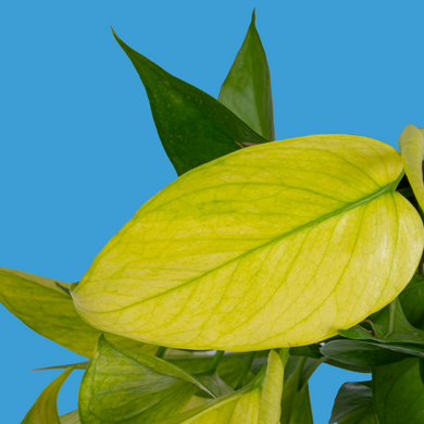 one yellow leaf on pothos Pothos Goldrush