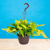 Pothos Goldrush  | medium