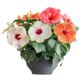 Tropical Hibiscus HibisQs® Bouquet | medium