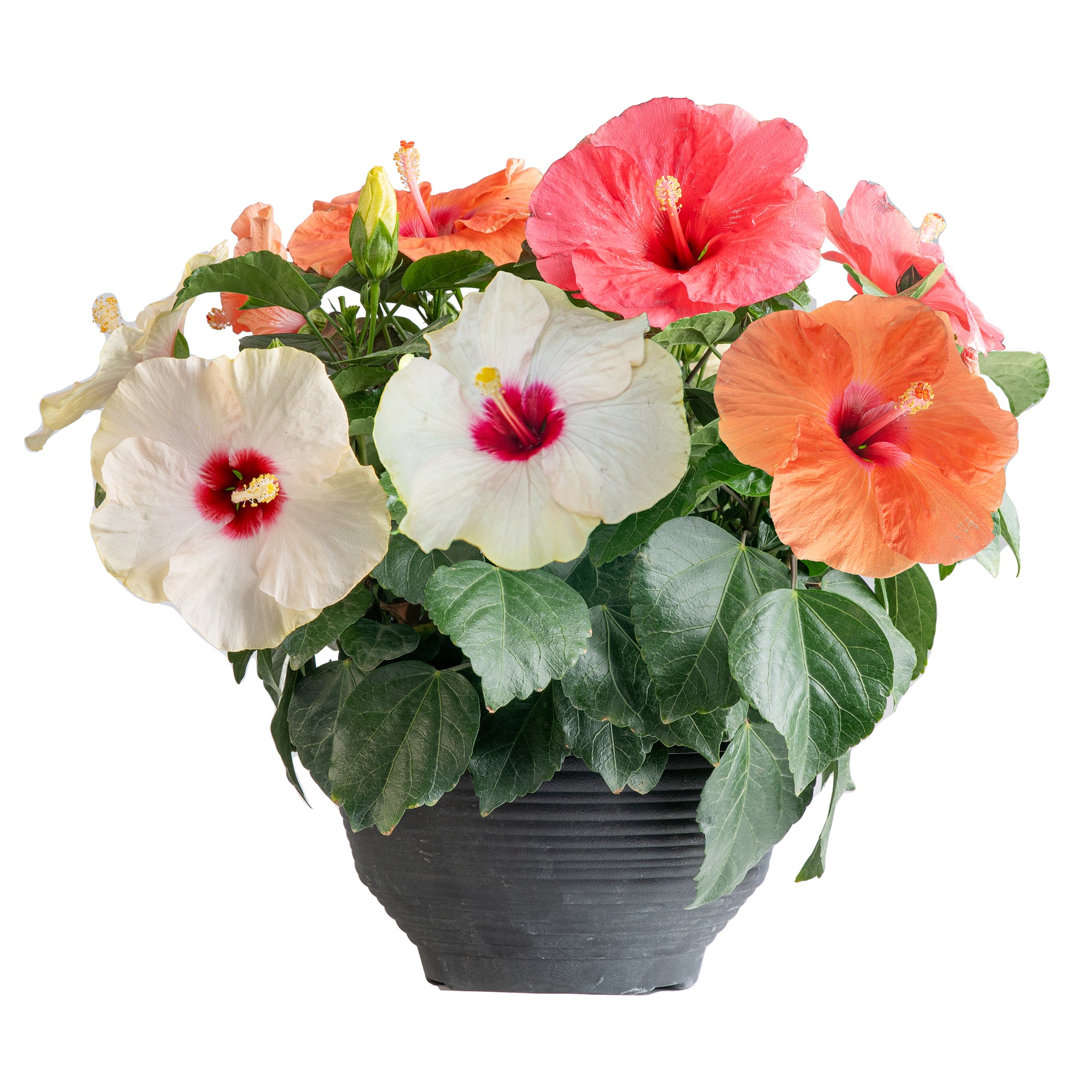 A three color Hibiscus combo plant is shown with a white backdrop. The blooms are yellow, pink, & orange. 