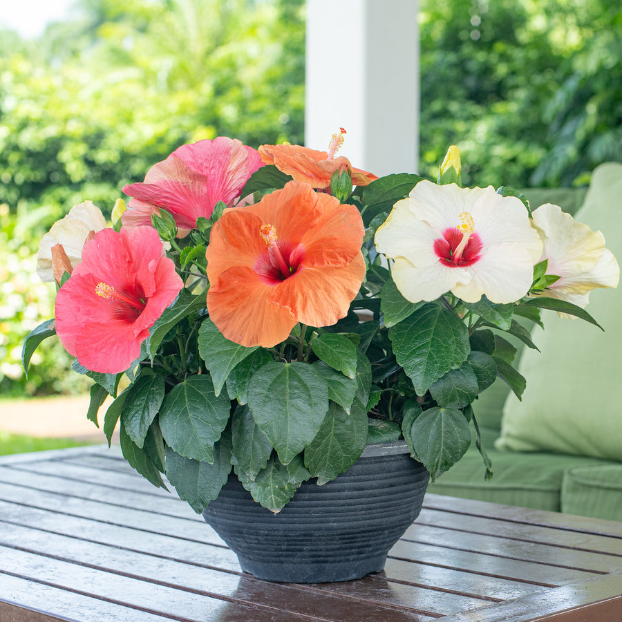 A three color Hibiscus combo plant is shown outdoors on a dark wooden table. The blooms are yellow, pink, & orange. 