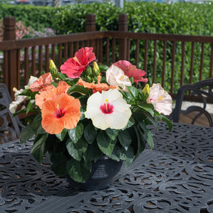 A three color Hibiscus combo plant is shown outdoors on a steel black table. The blooms are yellow, pink, & orange. 