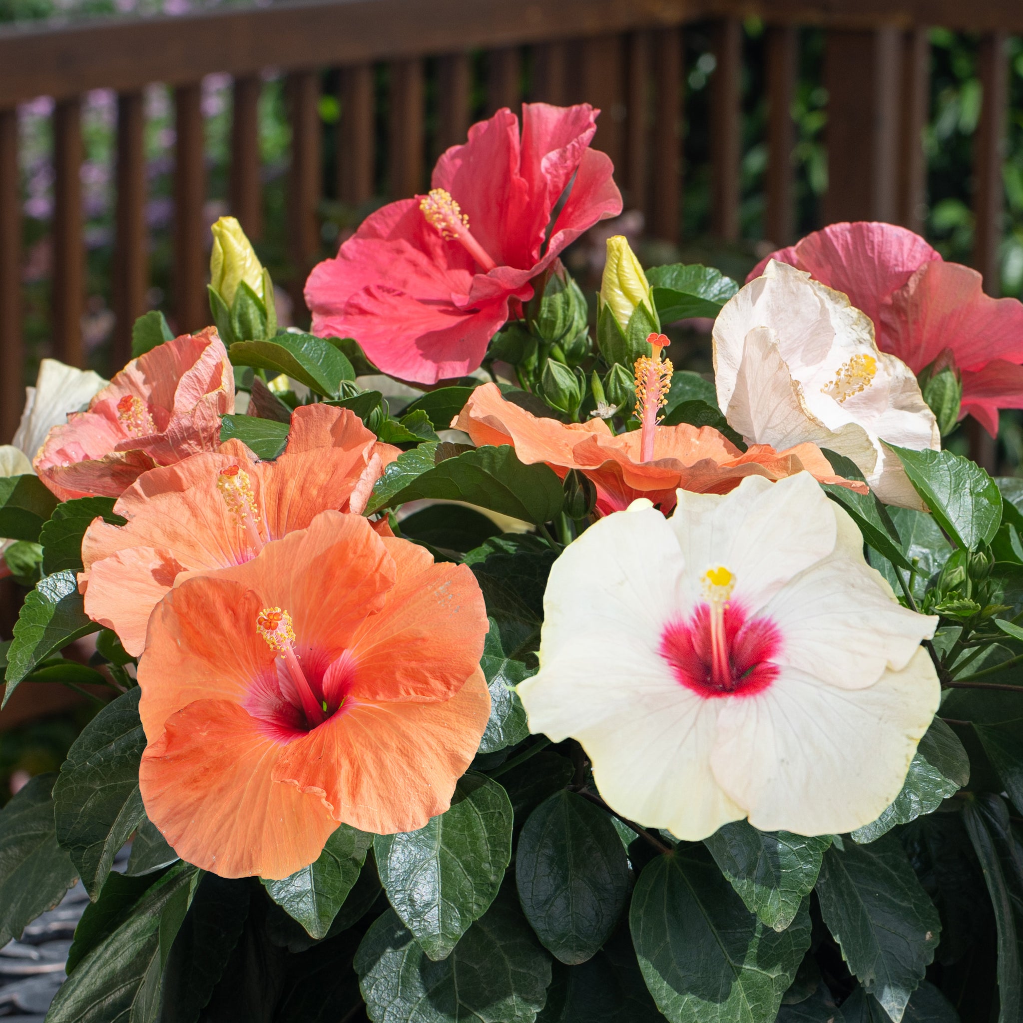 A closeup image of the orange, white, & red blooms in an outdoor setting. 