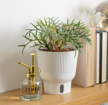 A Philodenderon Tortum plant sits on a light-wooden shelf. To its right are some books and to its' left is a Costa Farms glass & gold plant mister. 