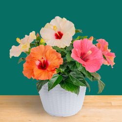 Tropical Hibiscus Flora | small