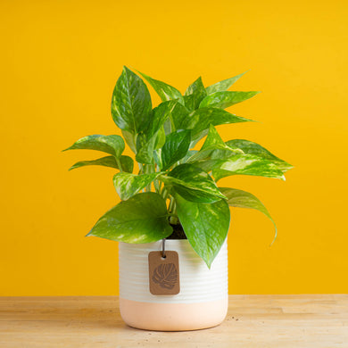 totk pothos Golden Pothos