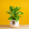 small golden pothos plant in two tone white and apricot color pot, set against a bright yellow background