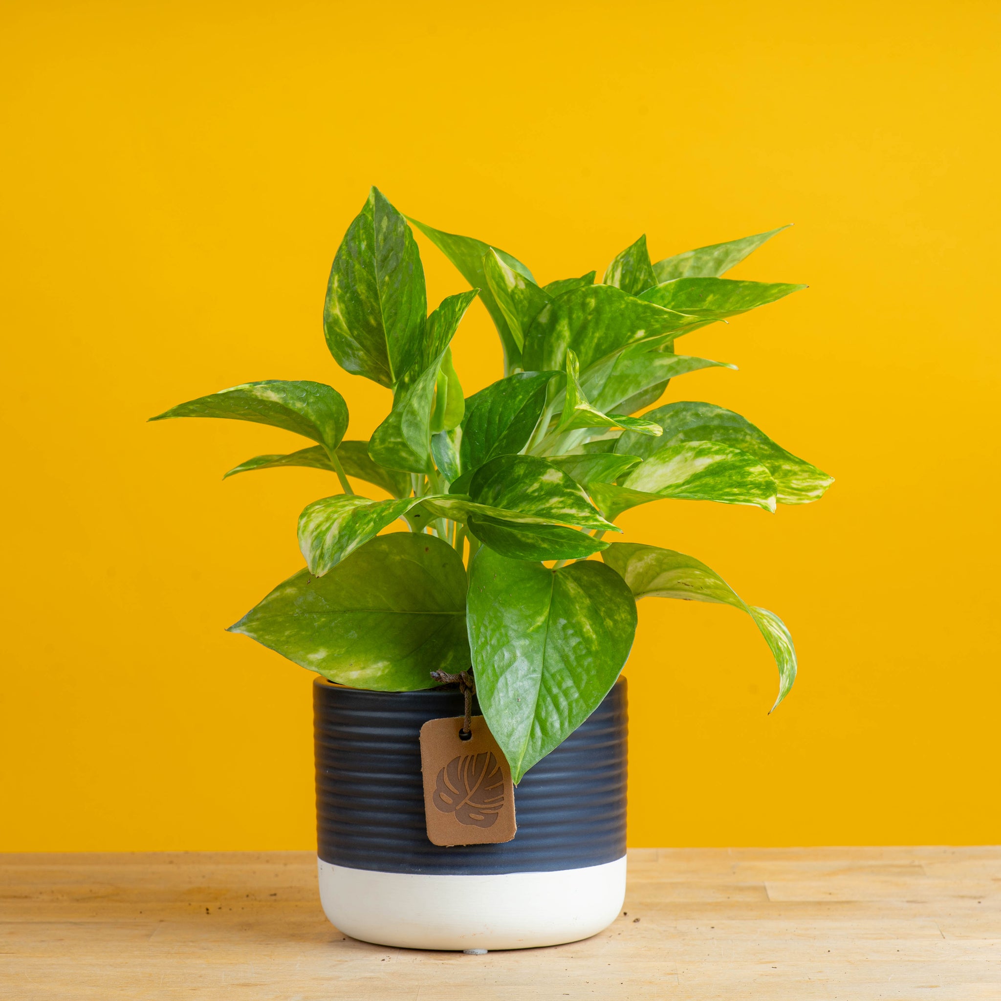 small golden pothos plant in two tone white and navy pot set against a bright yellow background 