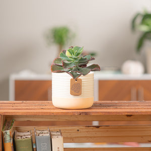 An Echeveria First Lady cacti is on a light wooden table in a living room setting.  The cacti is in a two tone pink & cream container.