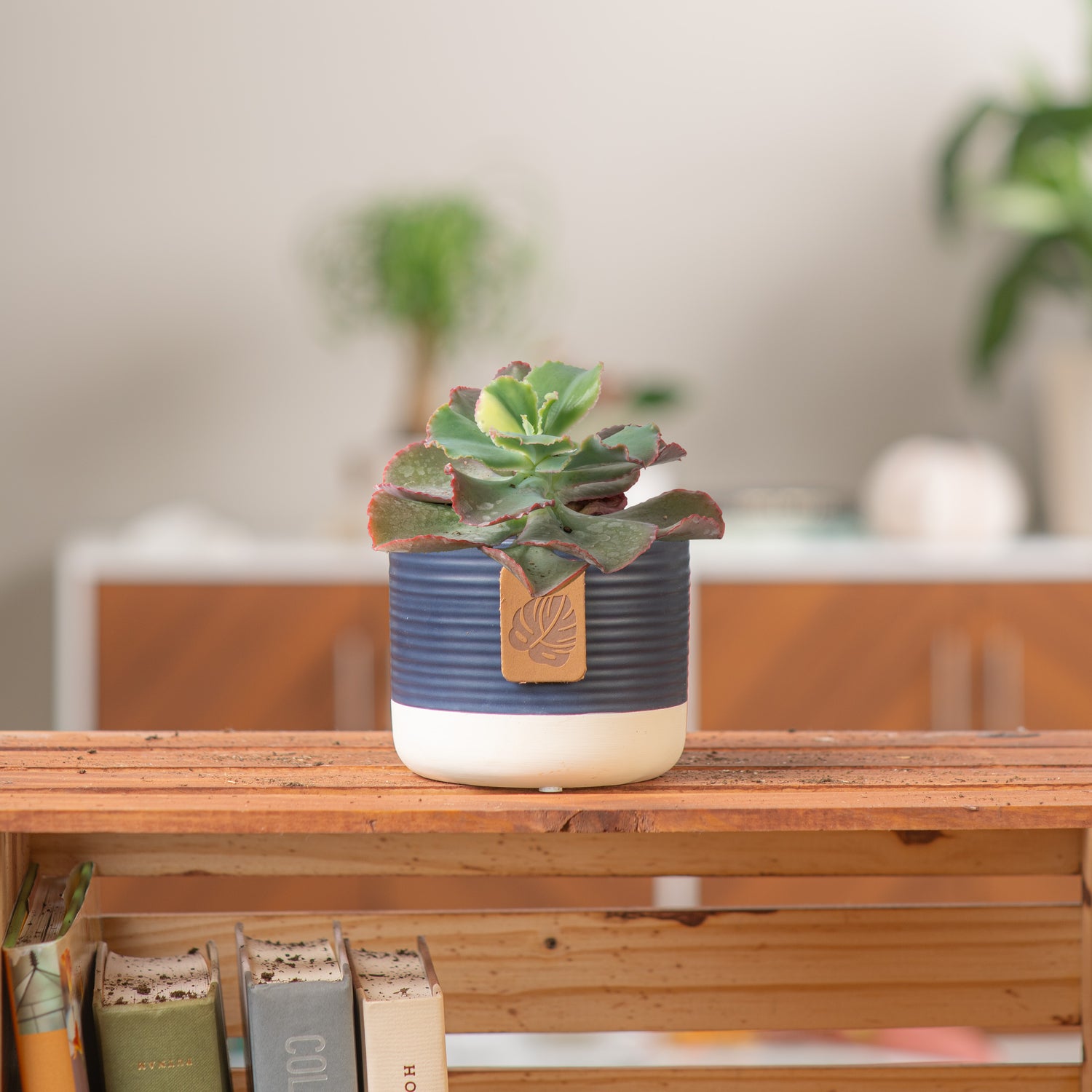 An Echeveria First Lady cacti is on a light wooden table in a living room setting.  The cacti is in a two tone navy & cream container.