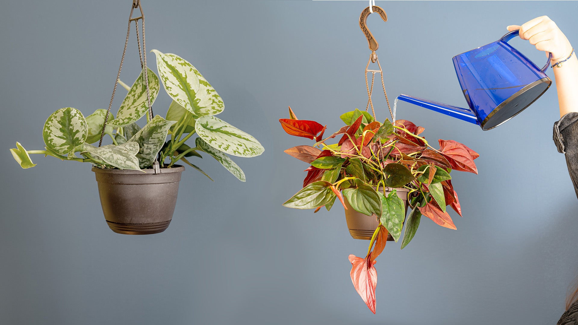 Explore just in-items! Scindapsus Exotica & Syngonium Red Arrow