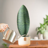 medium whalefin sansevieria plant in two tone cream and white ceramic pot, being cared for and watered by someone in their brightly lit living room 