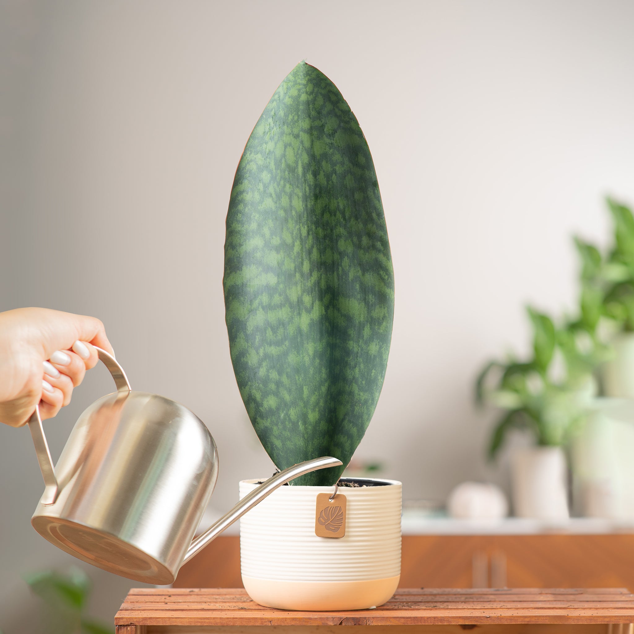 medium whalefin sansevieria plant in two tone cream and white ceramic pot, being cared for and watered by someone in their brightly lit living room 