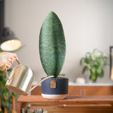 medium whalefin sansevieria plant in two tone navy blue and white ceramic pot, being cared for and watered by someone in their brightly lit living room