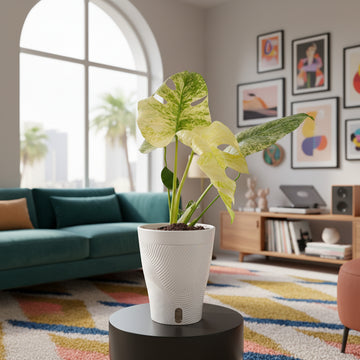 Monstera White Monster | medium – Costa Farms
