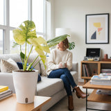 Monstera White Monster | medium