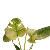 Monstera White Monster | medium
