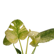 Monstera White Monster