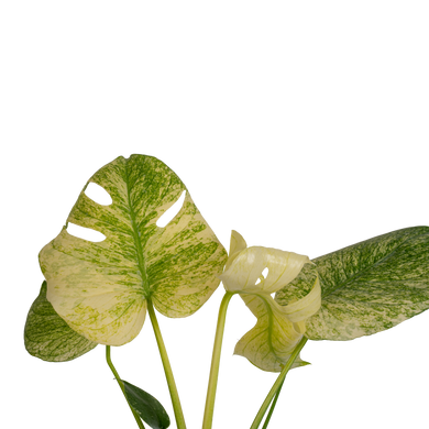 costa farms monstera albo Monstera White Monster