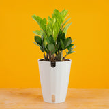 ZZ Plant | medium