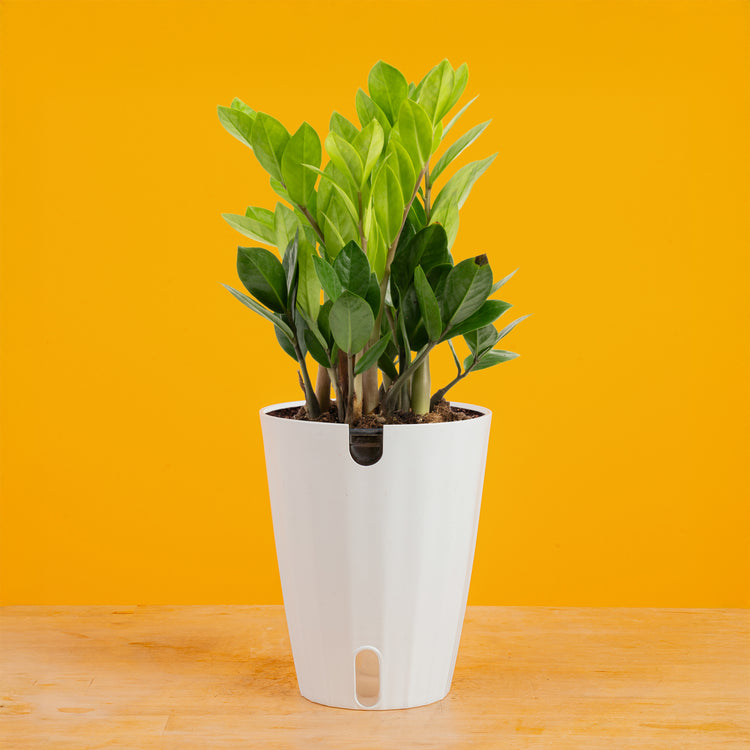 where to place zz plant ZZ Plant – Costa Farms