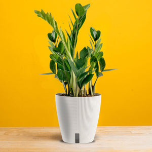 Self-Watering - A ZZ plant sits on a light wooden table with a bright yellow backdrop. It is in a white self-watering container. 