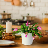 A holiday cactus sits on a table with a festively decorated theme. 