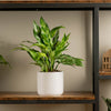 emerald beauty aglaonema plant in white mid century pot sitting atop a wood and iron shelf in someones home
