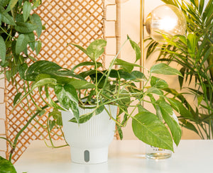 Grow Gorgeous Albo Pothos in Your Indoor Garden