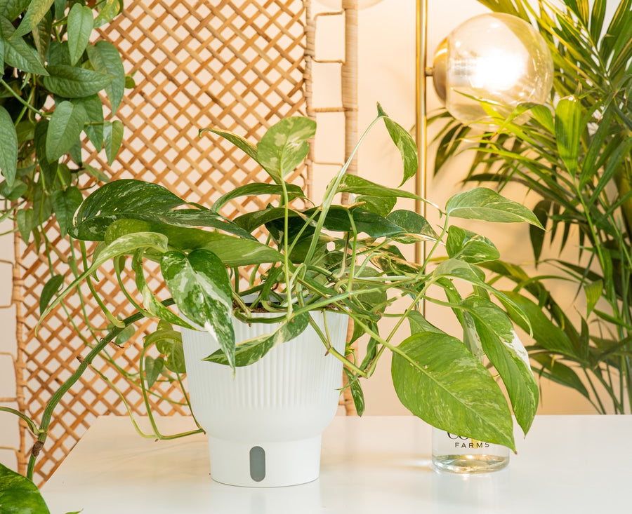 An Albo Pothos plant in a 6in diameter white self-watering container sits on a white table. 