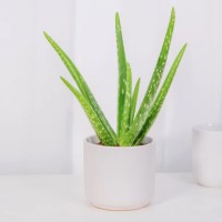 How Often Should I Water an Aloe Plant? 