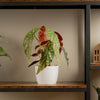 begonia maculata plant in white pot sitting atop an iron and wood shelf