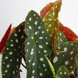 close up detail view of the begonia maculata leaves to showcase white spotting on top and red undersides 