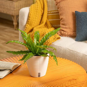 A bird's nest fern in a white self-watering decor container. The leaves are shaped like squiggles and are a vibrant green. It is set on a bright orange coffee table. 