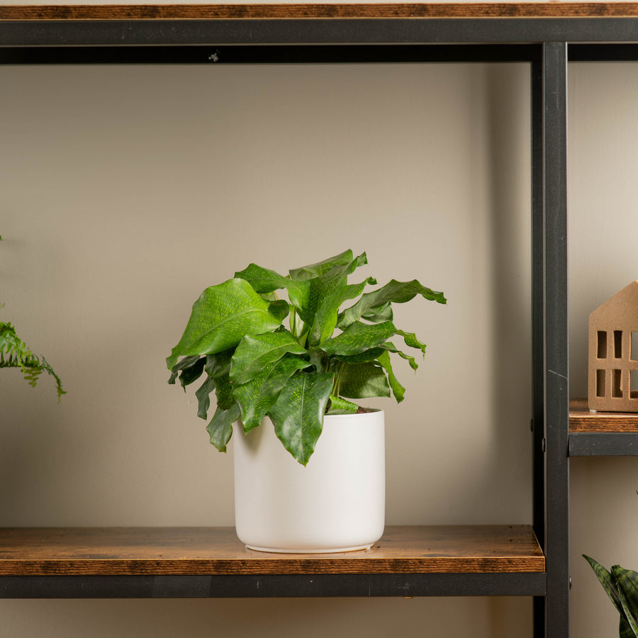network plant displayed on modern shelf plant is in a white modern pot