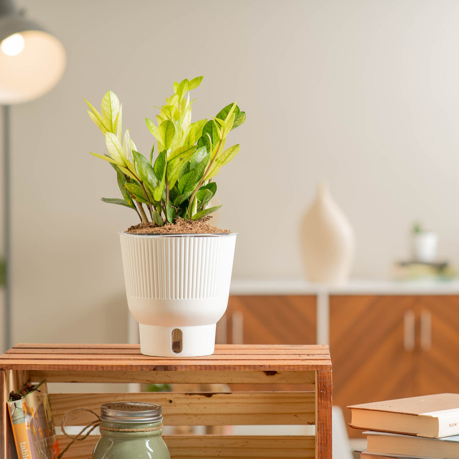 A Chameleon ZZ plant sits on a light-wooden shelf. The plant has stunning green and light green leaves showing an array of green shades. It is inside a white self-watering decor container. 