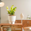 A Chameleon ZZ plant sits on a light-wooden shelf. The plant has stunning green and light green leaves showing an array of green shades. It is inside a white self-watering decor container. 