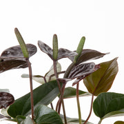 detail close up of chocolate anthurium leaves and blooms, the leaves are reddish chocolate brown color